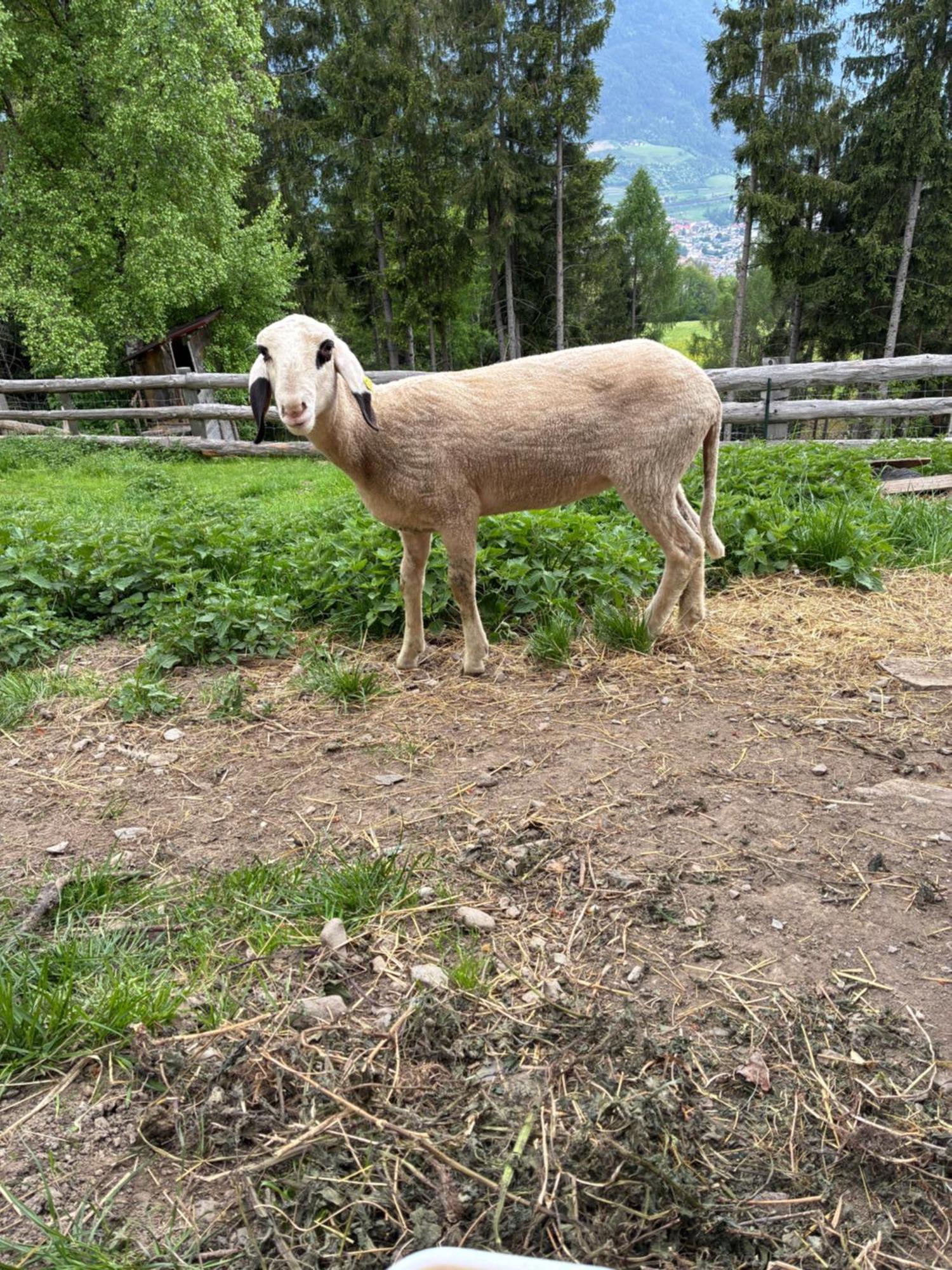 Haus Lasaun Bressanone Eksteriør bilde